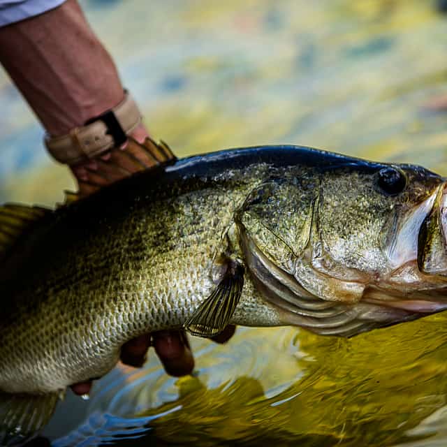 Cyprus Bass Fishing Tour
