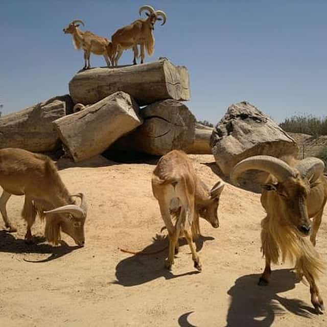Private Tour To Africano Park Alexandria Safari From Cairo