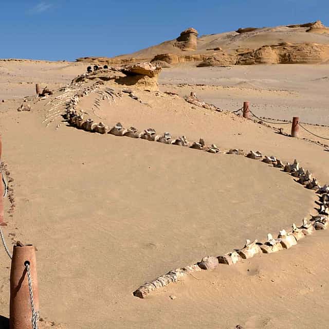 Die verborgenen Schätze der Fayoum-Oase - Private Tour
