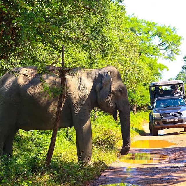 Ella Budget Taxi Safari: Ella to Yala Expedition – Safari, Lipton’s Seat & Tea Factory