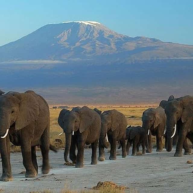 Overnight Amboseli National Park Safari from Nairobi