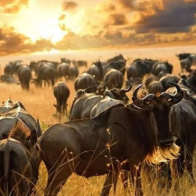 7 Days Maasai mara,Nakuru,Naivasha and Amboseli Budget Safari