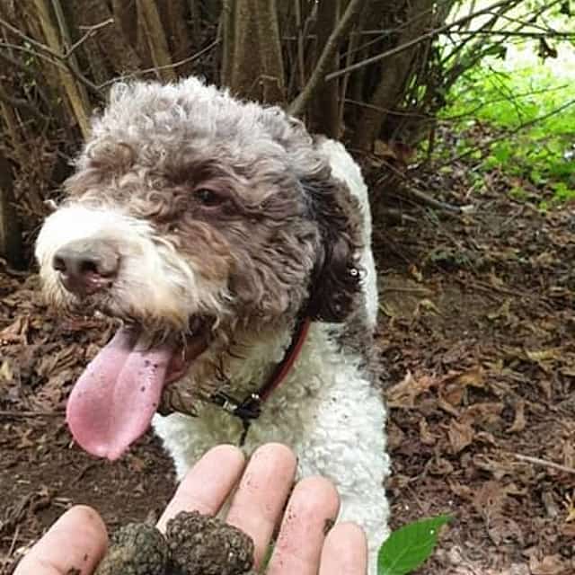 Truffle Experience at Frantoio Buonamici in Fiesole