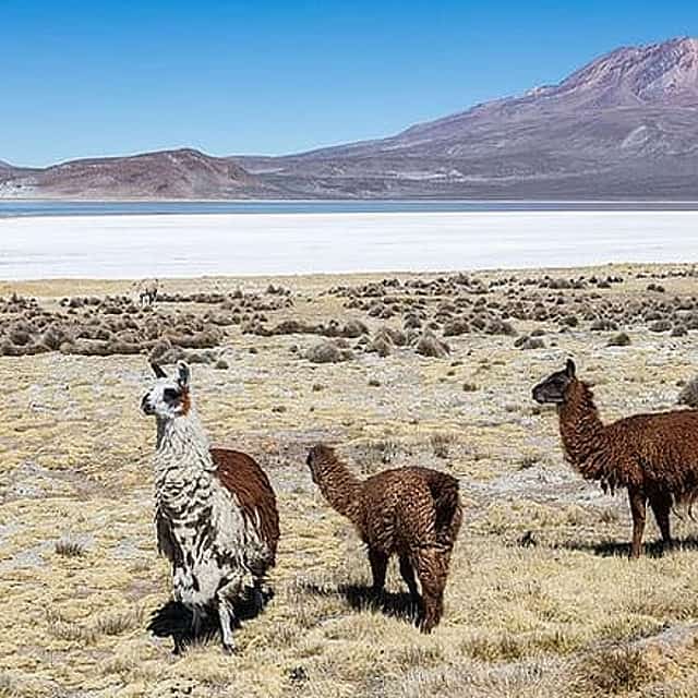 Salinas Salt Lagoon Private tour - Day Trip from Arequipa