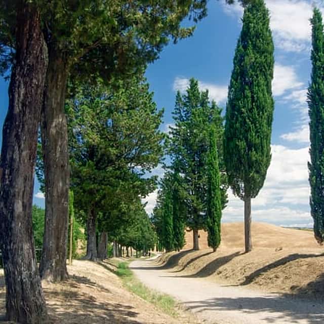 "Visite de la Toscane au départ de Florence : Petits groupes, villages, vin et déjeuner-cuisine".