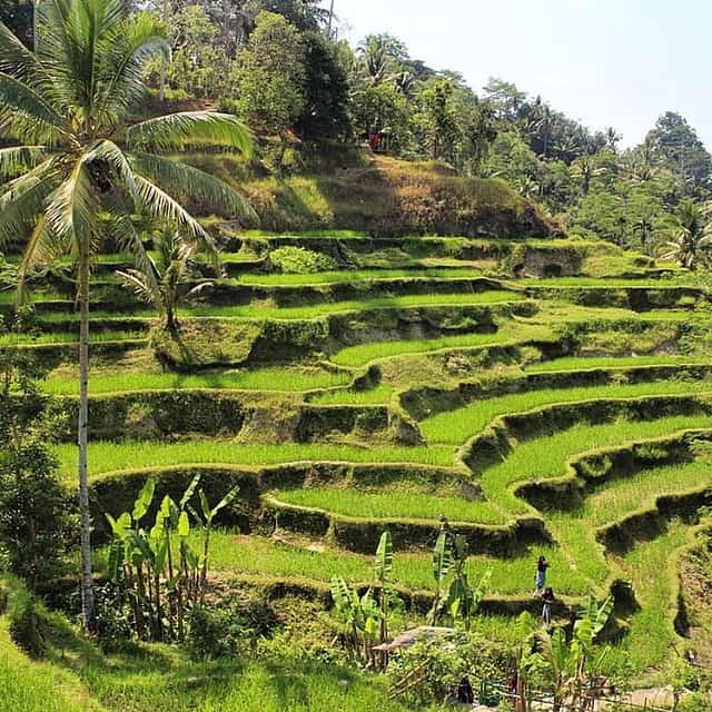 Ubud Tour: Best of Ubud -All inclusive