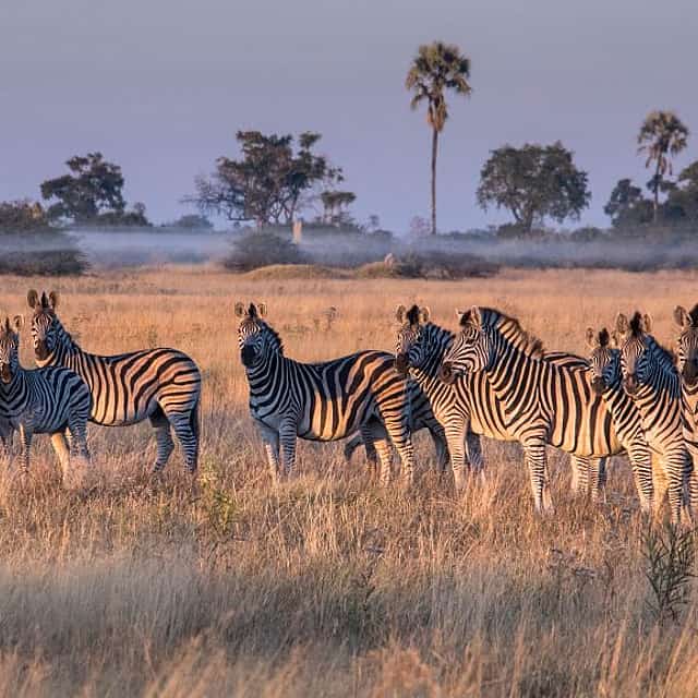 South Luangwa Morning Safari