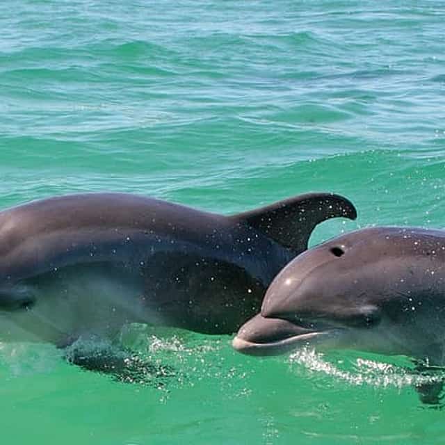 Dolphin watching in the wild