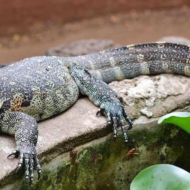 Meserani Snake Park Walking Tour from Arusha
