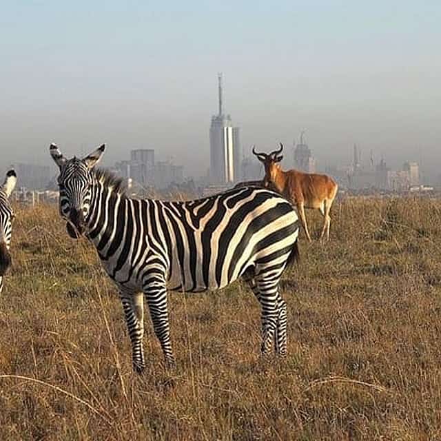 Half-Day Nairobi National Park Tour from Nairobi