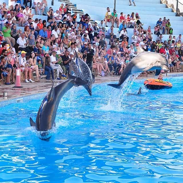 Delfinshow in Sharm el Sheikh mit Transfer.
