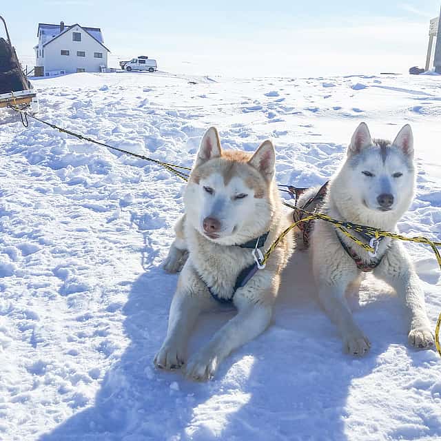 Siberian Husky Kennel Visit