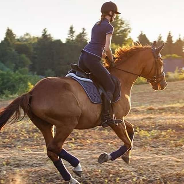 Desert Horse Riding- 1 Hour