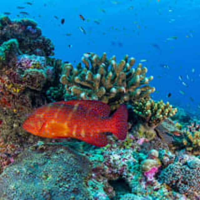 Snorkeling in St.Anne Marine National Park
