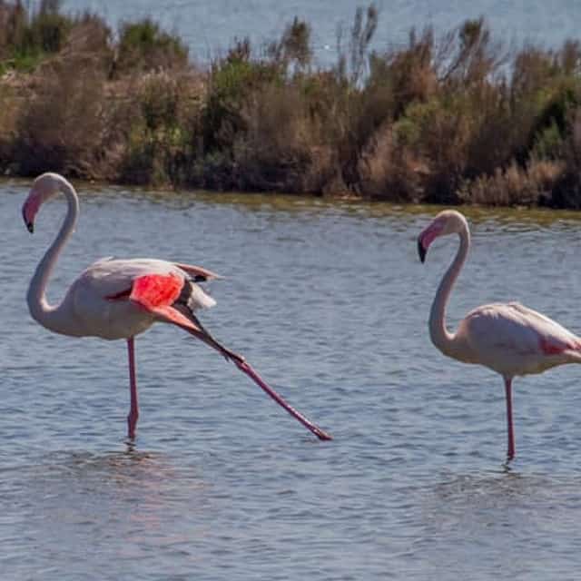 Po Delta Park: guided excursion into protected nature