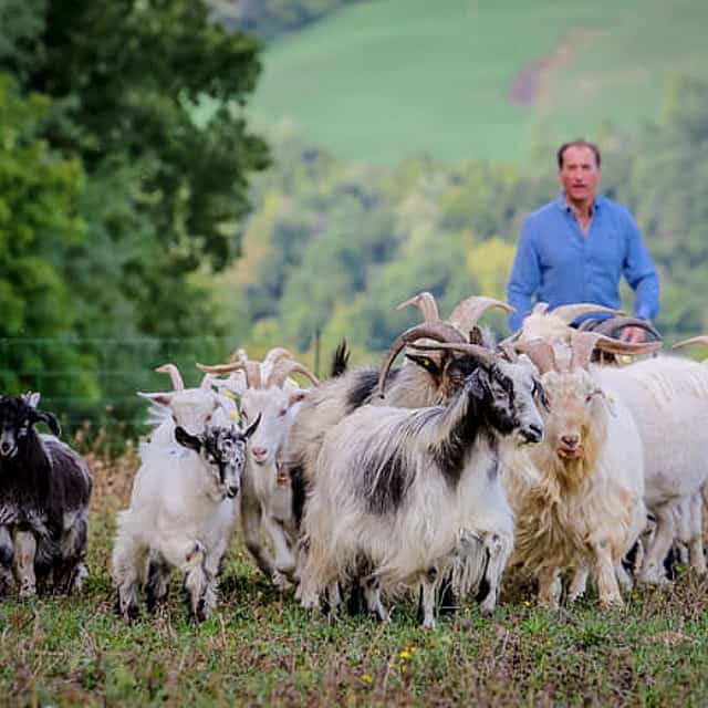 San Leo Cashmere: Grazing with the Shepherd