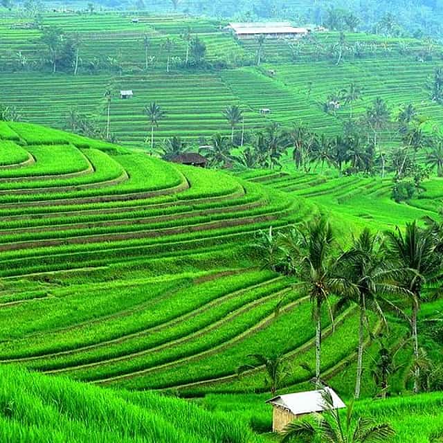 Bali Ancient Temples and Jatiluwih Rice Terrace Private Tour