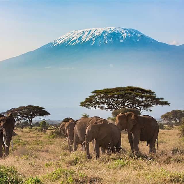 Mount Kilimanjaro Day Tour from Arusha