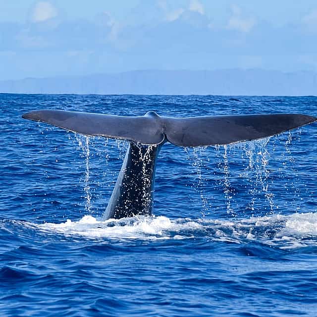 Tour de avistamiento responsable de ballenas y delfines - Funchal