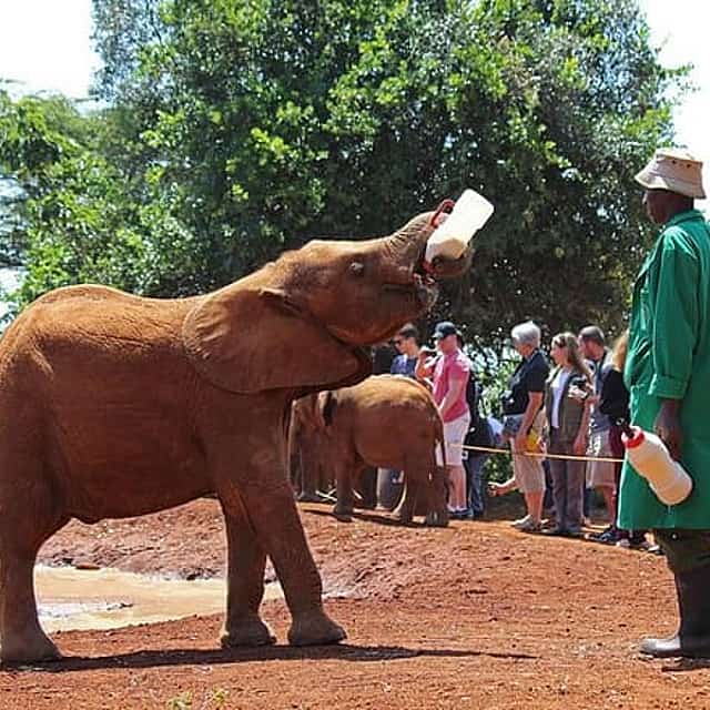 Nairobi Best Guided Day Tour to Elephant Orphanage & Giraffe Center