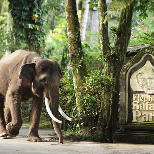 Bali Elephant Safari Park Tour Valentine's Day Tour