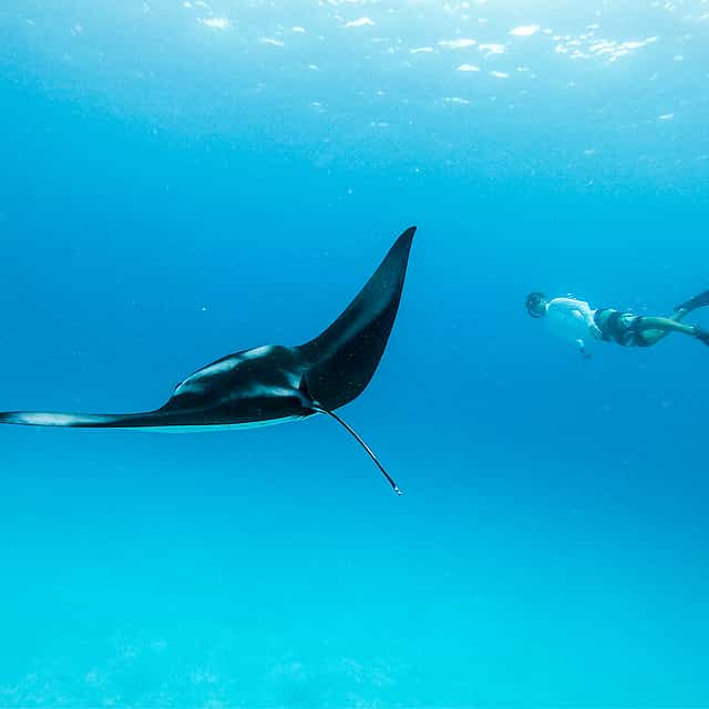 Swim with Manta Rays in Nusa Penida and Nusa Lembongan