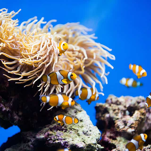 Snorkeling in Fujairah - Dibba Rock