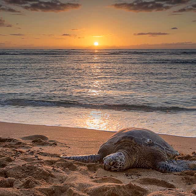Schildkröten des Sonnenuntergangs 2-tägige private Tour