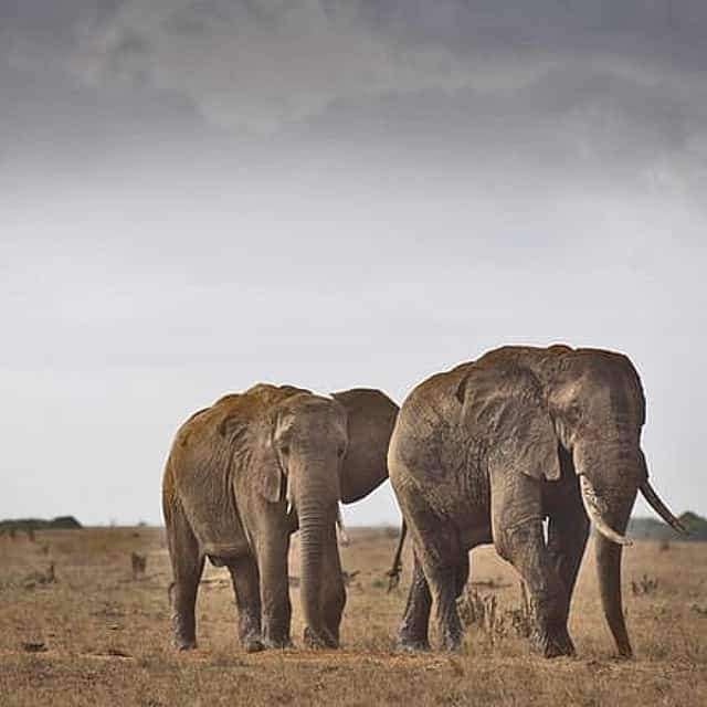 1-Day Tsavo East National Park Wildlife Safari From Mombasa