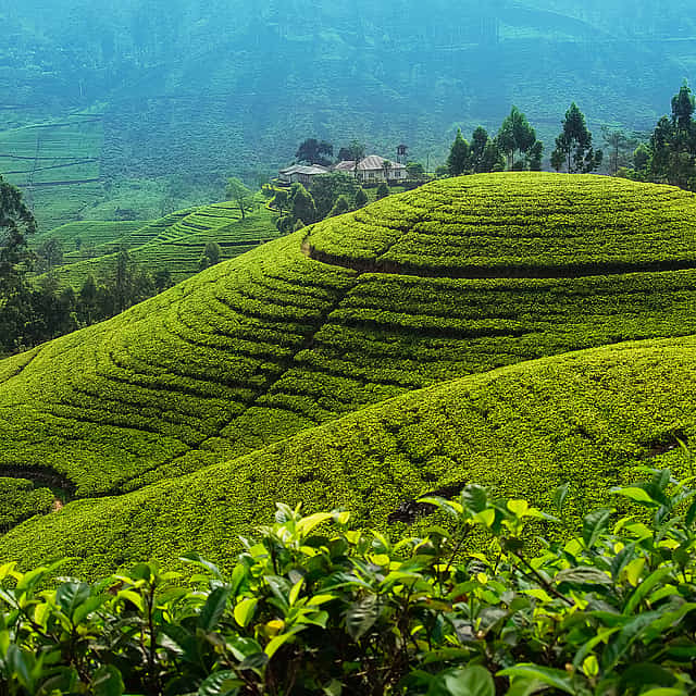 Nuwara Eliya Full-day Tour