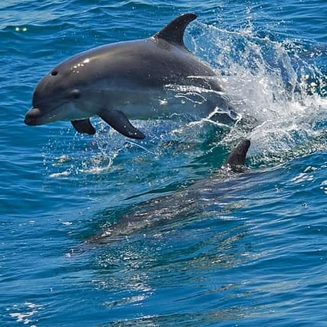 Dolphin Watching in the Wild - Half Day 