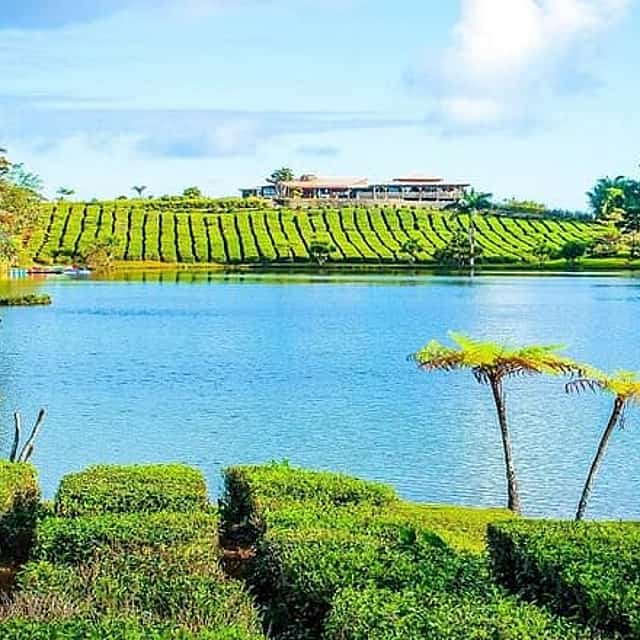 The East Discovery Tour: Bois-Cheri Tea Factory, Blue-Bay Marine Park & Lunch