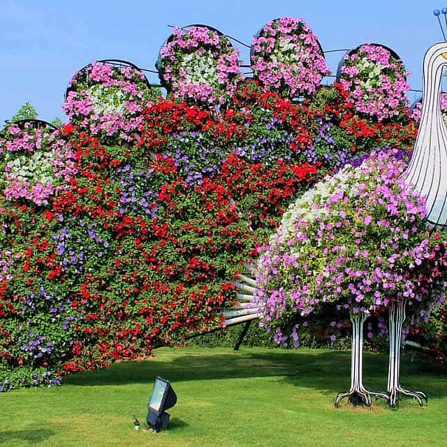 Dubai Miracle Garden Tickets