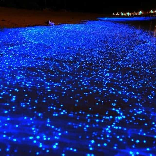 Holbox Bioluminescence Night Tour by Golf Cart