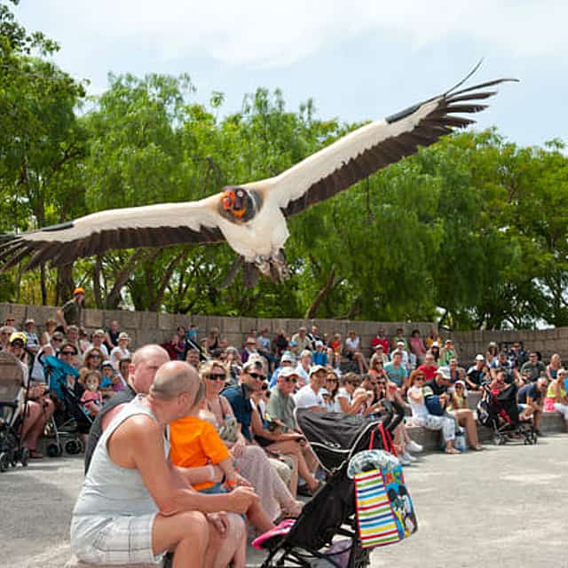 Skip the Line: Jungle Park Tenerife Entrance Ticket
