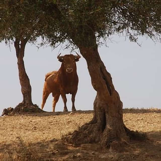 Exclusive Private Bull Ranch Winery and La Rabida Monastery Experience