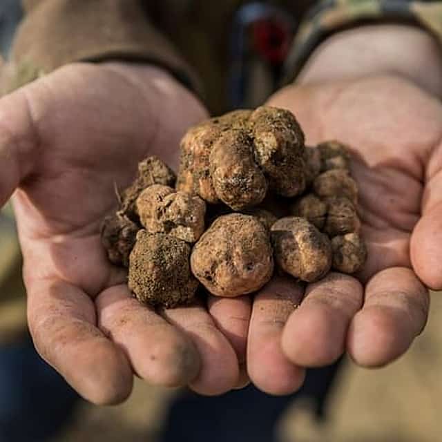 Truffle hunting experience with lunch and Chianti wine tasting