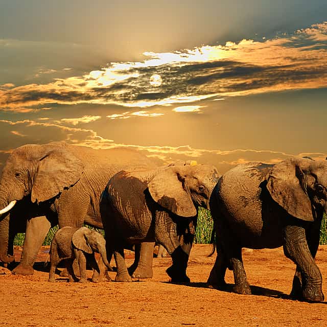 Full-day Traditional Big 5 Safari