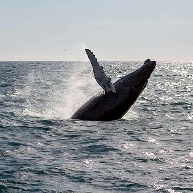 Whale Watching tour from Reykjavik