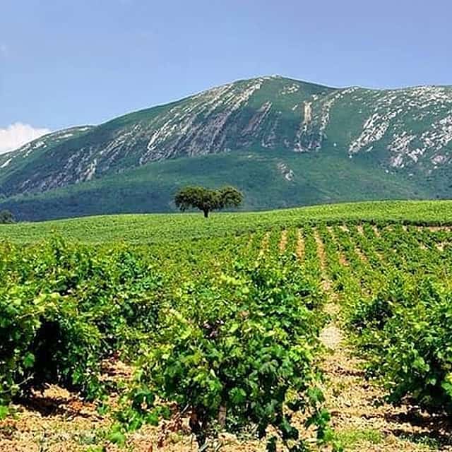 Visite privée d'une journée complète des vignobles d'Arrabida
