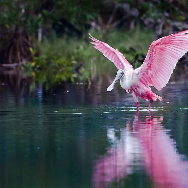 "Everglades Holiday Park Tour"
