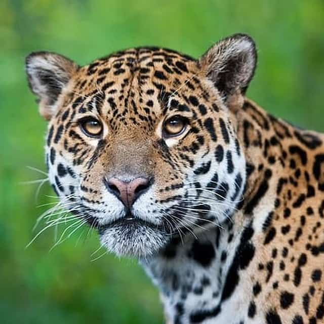 4-Day Puerto Maldonado Rainforest Tour