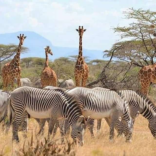 7 Day Maasai Mara, Lake Nakuru, Lake Naivasha and Samburu Safari