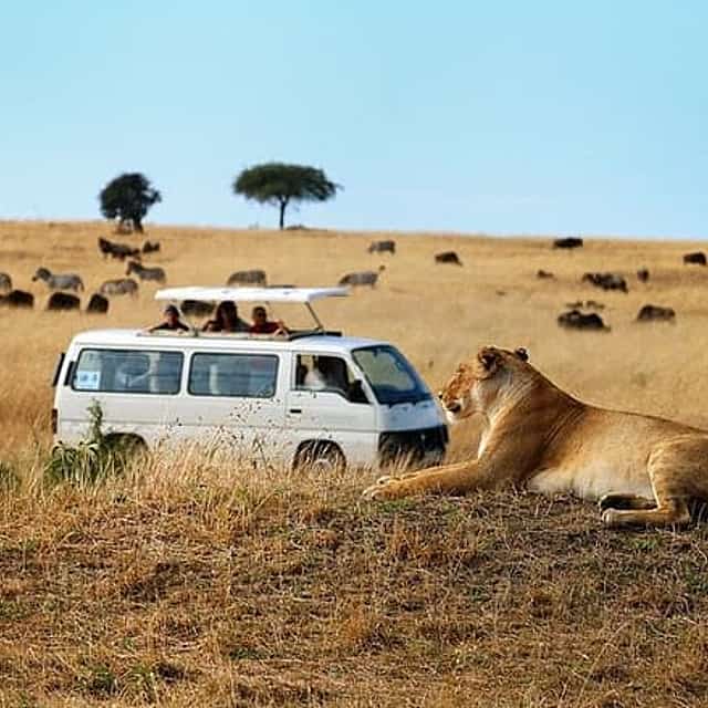 Nairobi Airport Layover Half Day Tour Nairobi National Park