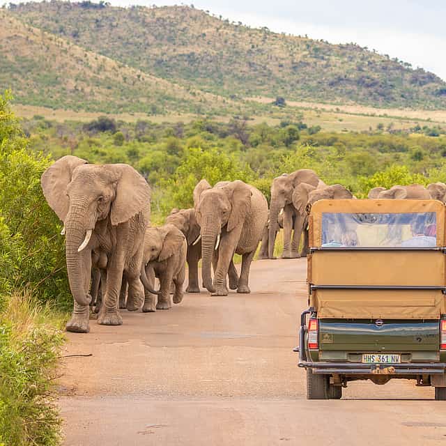 Journée complète de safari dans le Pilanesberg