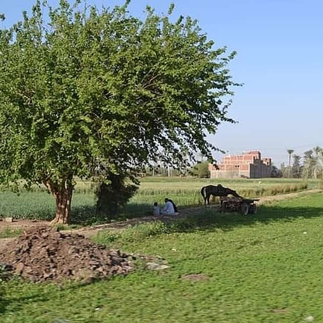 Half-Day Tour To The Egyptian Green Farm With Breakfast