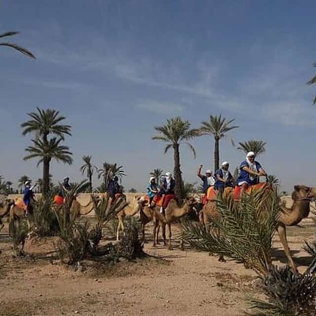 Authentic 1-Hour Camel Ride Adventure