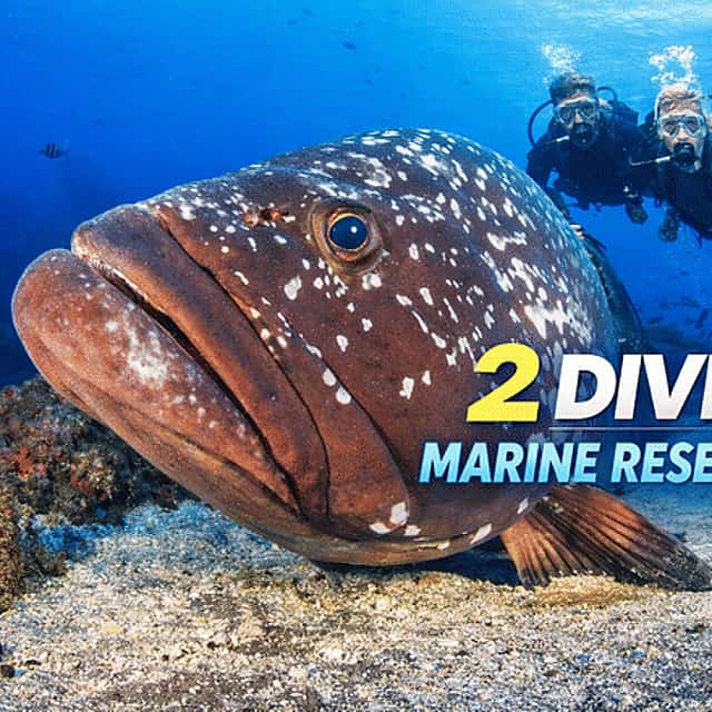 2 Inmersiones | Reserva Marina de Garajau