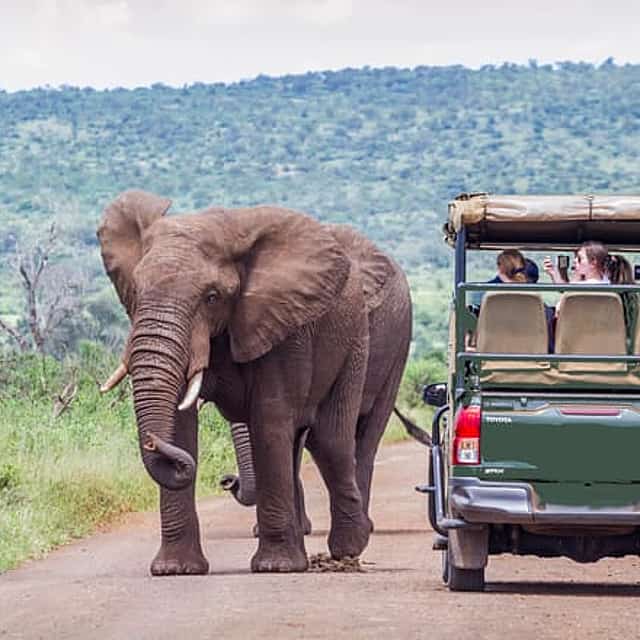 Full Day Exquisite Pilanesberg Safari Tours from Johannesburg