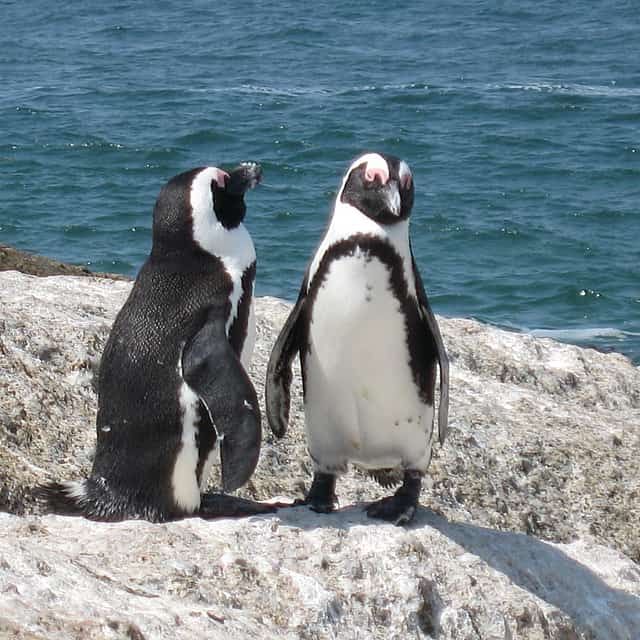 Private Guided Sightseeing Day Tour of Cape Peninsula Penguins